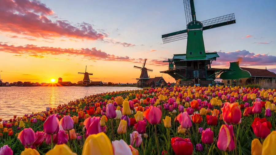 Zaanse Schans & Keukenhof: Tulip Season Day Trips